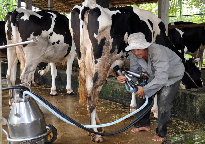 "Đất thép" Củ Chi bừng sức sống mới sau 40 năm giải phóng ảnh 2