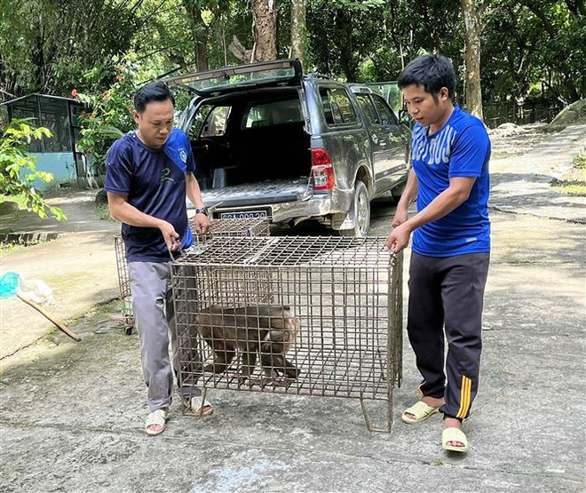 Kiên Giang: Tiếp nhận 4 cá thể động vật rừng thuộc nhóm IIB ảnh 1