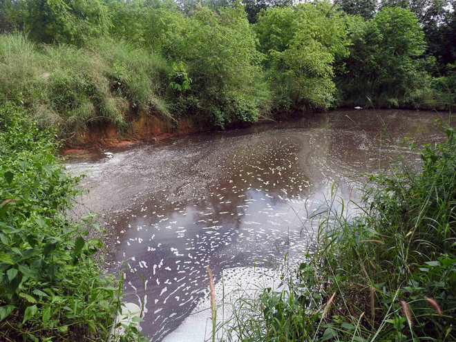 Kon Tum: Xác minh tin trại nuôi lợn gây ô nhiễm sau phản ánh của TTXVN ảnh 2