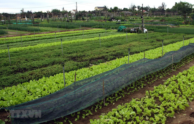 Phát triển nông nghiệp sinh thái kết hợp du lịch nông thôn ảnh 2