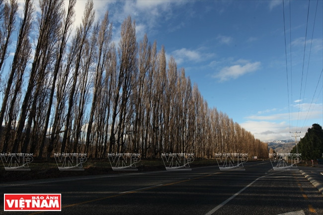 Khám phá quốc đảo New Zealand - Thiên đường du lịch lý thú ảnh 13