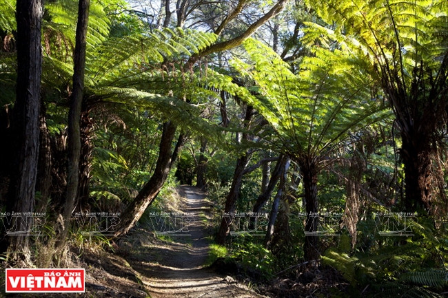 Khám phá quốc đảo New Zealand - Thiên đường du lịch lý thú ảnh 12