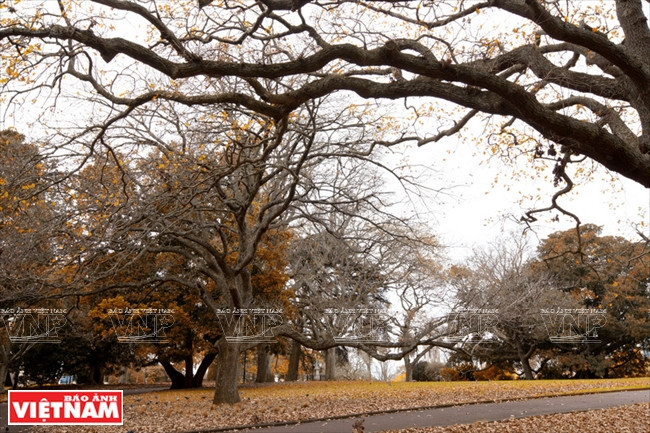 Khám phá quốc đảo New Zealand - Thiên đường du lịch lý thú ảnh 6