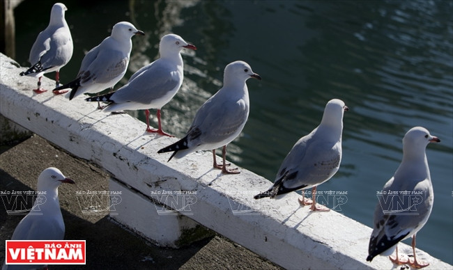 Khám phá quốc đảo New Zealand - Thiên đường du lịch lý thú ảnh 8