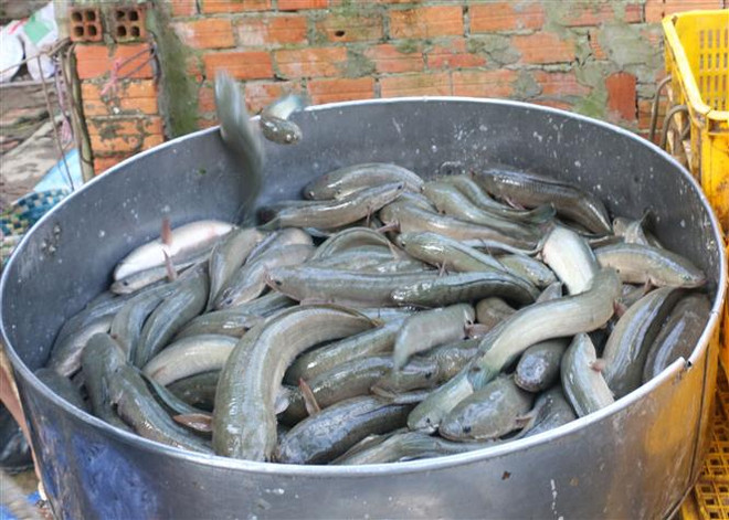 Trà Vinh: Cá lóc đều đặn tăng giá, đạt 50.000 đồng mỗi kg ảnh 1