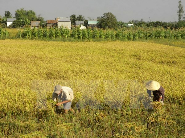 Thu hoạch lúa Đông Xuân 2015-2016 tại xã Tân Hòa, huyện Châu Thành A, tỉnh Hậu Giang. (Ảnh: Duy Khương/TTXVN) Mười sự kiện khoa học và công nghệ tiêu biểu trong năm 2016 ảnh 3