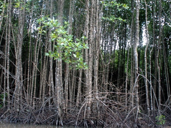 UNEP kêu gọi thiết lập quỹ toàn cầu nhằm bảo vệ cây đước ảnh 1