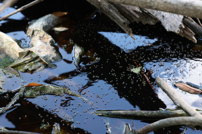 Tây Ninh: Bãi rác quá tải, bốc mùi hôi thối, gây ô nhiễm môi trường ảnh 2