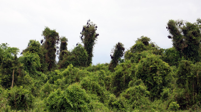 Phát triển du lịch sinh thái ở Vườn Quốc gia U Minh Thượng ảnh 3