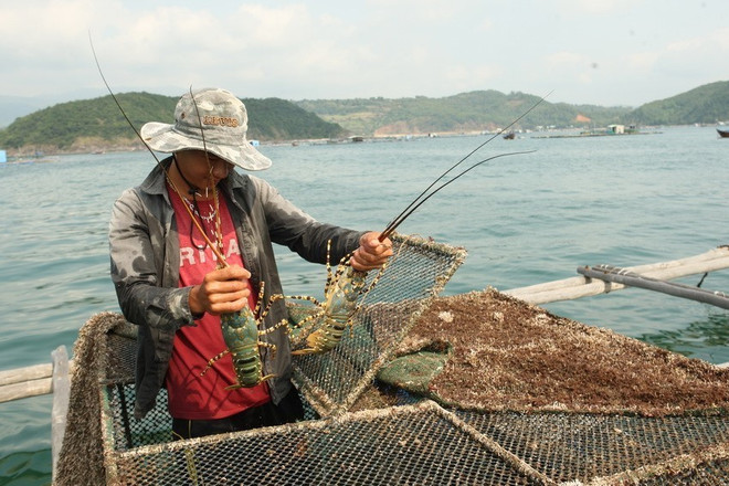 Khánh Hòa: Nhiều khó khăn trong tiêu thụ, nuôi mới tôm hùm ảnh 1