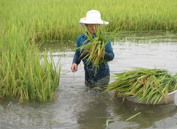 Hậu Giang: 1.000ha lúa, cây ăn trái bị ảnh hưởng do mưa kéo dài ảnh 1
