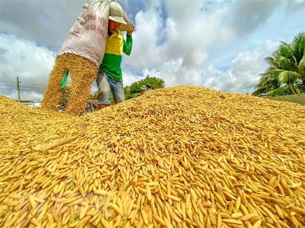 Nông dân Cần Thơ thu hoạch lúa. (Ảnh: Thanh Liêm/TTXVN) Thị trường nông sản tuần qua: Giá gạo ở Đồng bằng sông Cửu Long giảm ảnh 1
