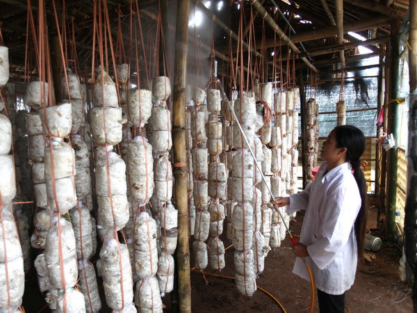 Chưa phát hiện nấm ăn không an toàn trên địa bàn Hà Nội ảnh 1