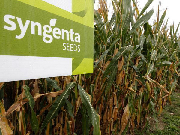 Trung Quốc có thể sớm cho phép nhập ngô biến đổi gen ảnh 1