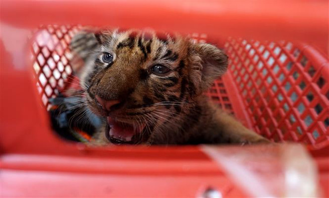 Bất cập trong việc chăm sóc, nuôi dưỡng hổ sau cứu hộ ảnh 2