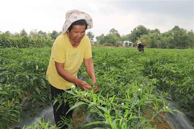 Nghị quyết Hội nghị Chính phủ với địa phương và họp Chính phủ tháng 12 ảnh 5