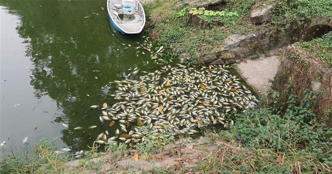 Bình Dương: Cá chết trong công viên Thanh Lễ được xả ra kênh Bưng Cải ảnh 1