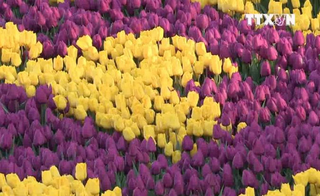[Video] Đến Thổ Nhĩ Kỳ chiêm ngưỡng thảm hoa Tulip lớn nhất thế giới ảnh 1