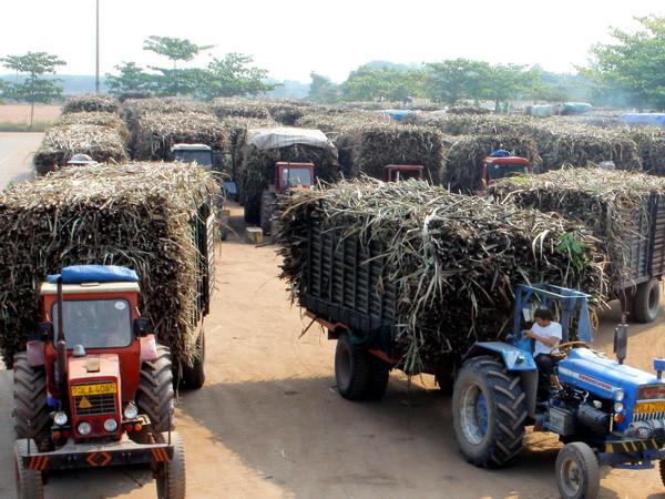 Tạm đình chỉ chức vụ tổng giám đốc mía đường Tây Ninh ảnh 1