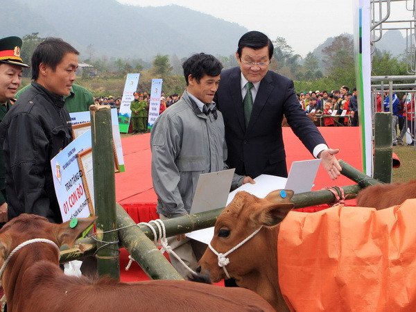 Tặng 144 con bò giống cho các hộ nghèo ở huyện Đồng Văn ảnh 1
