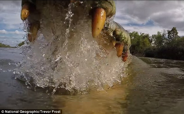 [Video] Cận cảnh cú đớp mồi đáng sợ của "sát thủ đầm lầy" ảnh 1