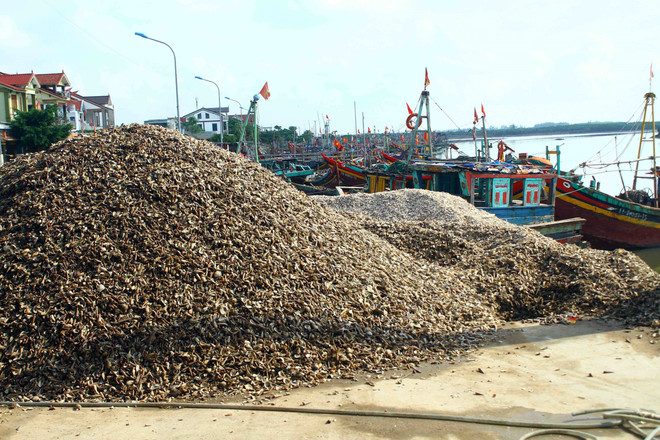 Nghệ An: Vỏ ốc đổ ngập cảng cá Lạch Vạn làm cản trở dòng chảy ảnh 1