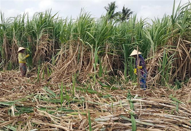 Mía đường: Mùa ngọt thành nỗi khổ của nông dân ảnh 1