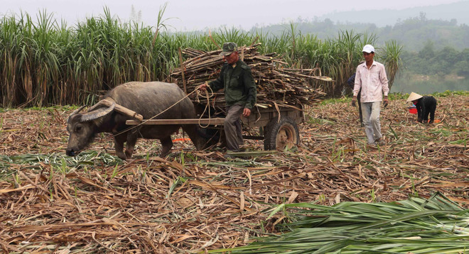 Bài 2: Nguy cơ mất vùng nguyên liệu ảnh 1