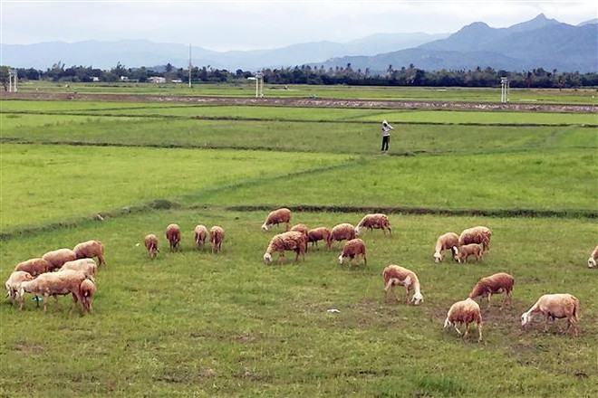 Nghệ An: Sét đánh chết đàn bò 11 con nuôi thả tự do ảnh 1