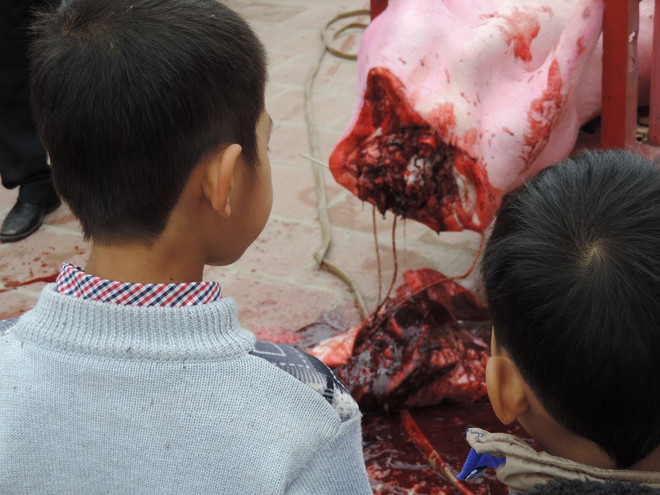 Tổ chức Động vật Châu Á kêu gọi chấm dứt lễ hội chém lợn tại Bắc Ninh ảnh 5