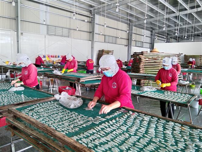 Công nhân làm việc trở lại sau thời gian giãn cách tại Bến Tre. (Ảnh: Huỳnh Phúc Hậu/TTXVN) Giải quyết tình trạng thiếu lao động giúp doanh nghiệp đón đà phục hồi ảnh 1