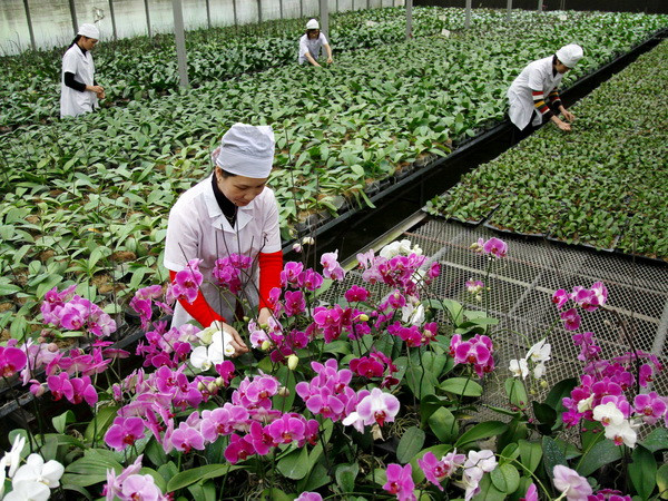 Doanh nghiệp Đài Loan đầu tư vào ngành nông nghiệp Quảng Ninh ảnh 1