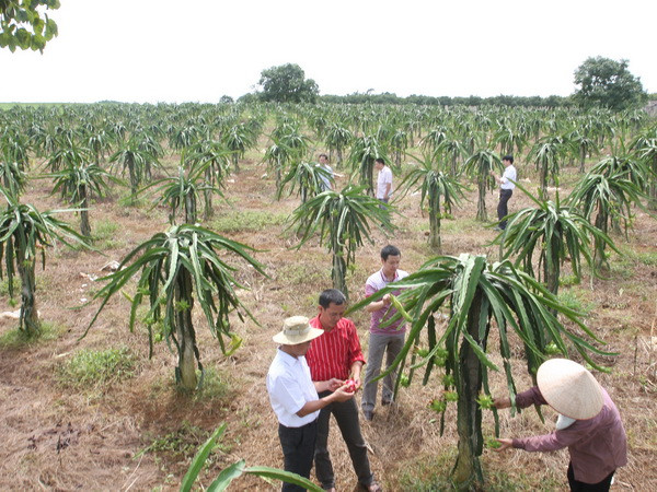 Tiền Giang ra quân phòng chống bệnh đốm nâu trên thanh long ảnh 1