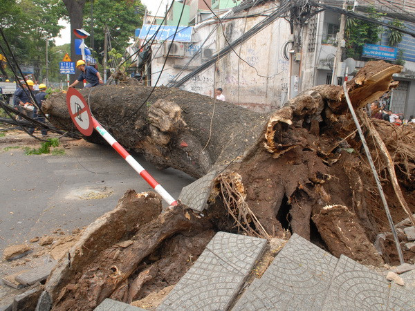 TP.HCM: Cây xanh bật gốc vì mưa to khiến giao thông ùn tắc ảnh 1