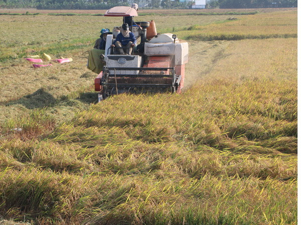 Giá lúa ở Đồng bằng sông Cửu Long tăng khá cao so với trước Tết ảnh 1