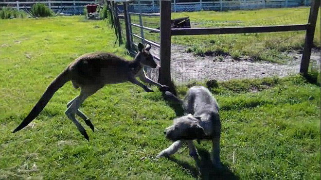 Màn "đấu võ" lạ lùng, hài hước của chuột túi và chú chó gan dạ ảnh 3