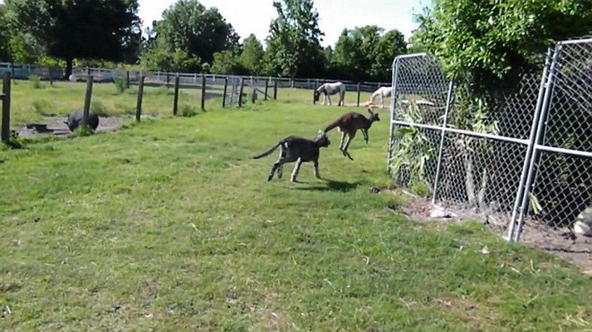 Màn "đấu võ" lạ lùng, hài hước của chuột túi và chú chó gan dạ ảnh 4