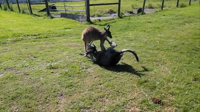 Màn "đấu võ" lạ lùng, hài hước của chuột túi và chú chó gan dạ ảnh 2