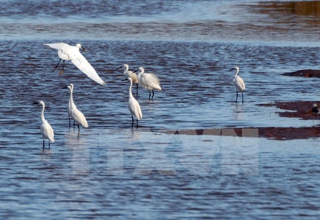 Đề xuất xây dựng Nghị định về bảo tồn 12 triệu hecta đất ngập nước ảnh 2