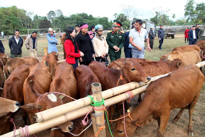Khi con bò giống mang những giấc mơ đổi phận! ảnh 2
