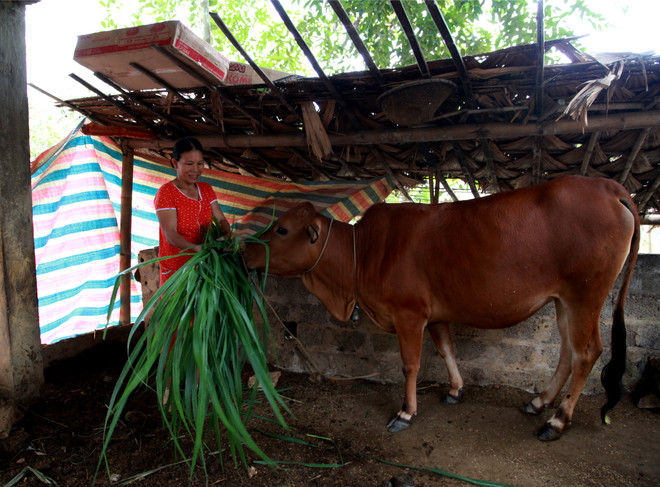 Khi con bò giống mang những giấc mơ đổi phận! ảnh 1