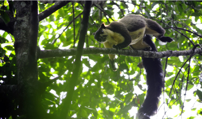 Ngày Môi trường thế giới năm 2020: Nỗ lực lan tỏa “hành động xanh" ảnh 2