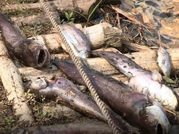 Nguyên nhân khiến 60 tấn cá chết bất thường ở hồ thủy điện Pleikrông ảnh 1