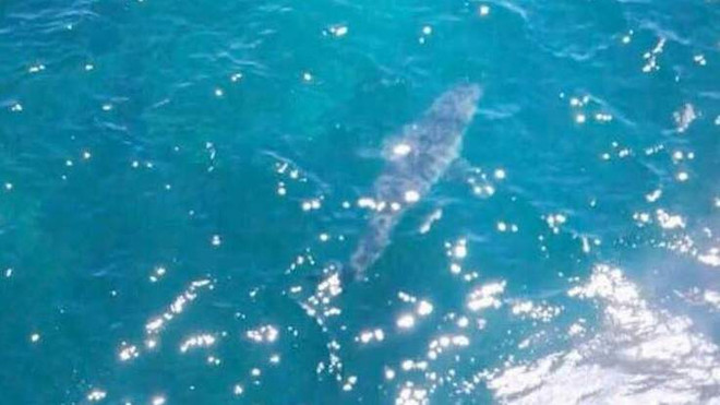 Phát hiện con cá mập khổng lồ giống trong phim của Hollywood ảnh 1