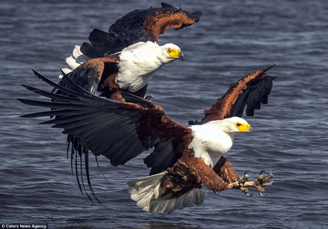 Màn tranh mồi đầy kịch tính của hai con chim đại bàng biển ảnh 1