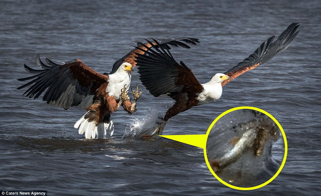 Màn tranh mồi đầy kịch tính của hai con chim đại bàng biển ảnh 2
