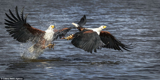 Màn tranh mồi đầy kịch tính của hai con chim đại bàng biển ảnh 3