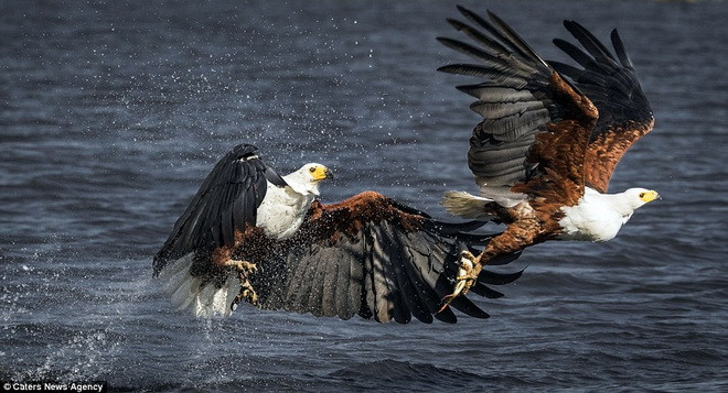 Màn tranh mồi đầy kịch tính của hai con chim đại bàng biển ảnh 4