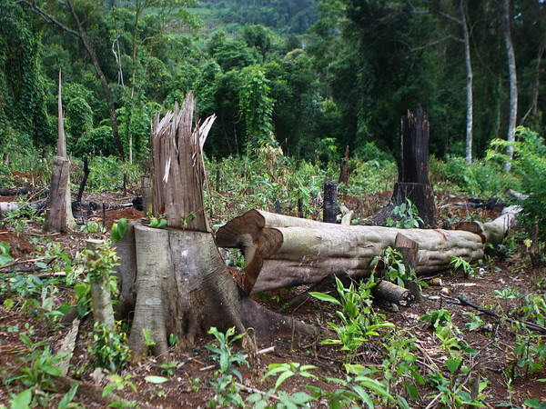 Phóng viên TTXVN và công an phối hợp bắt vụ vận chuyển gỗ lậu ảnh 1