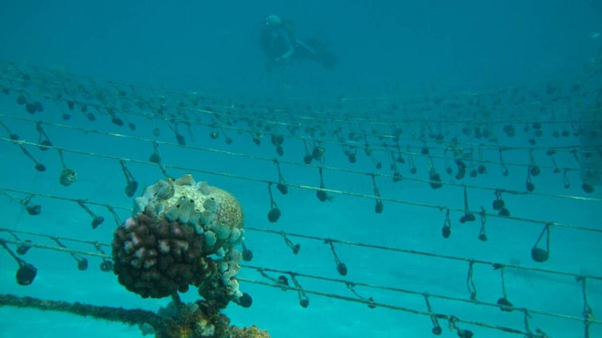 Mục tiêu kép của những người phụ nữ “bám biển” ở Tanzania ảnh 2